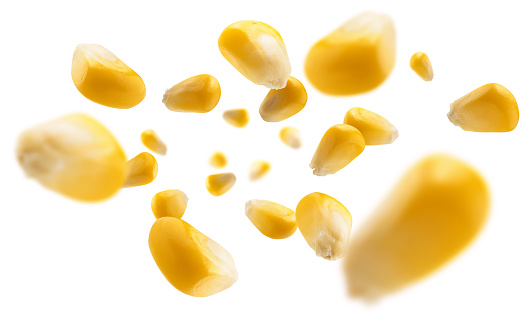 Ripe corn grains levitate on a white background.