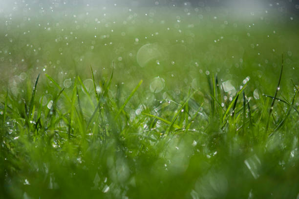 istock Wet green grass and kids 1281619401