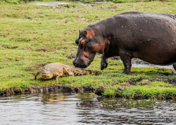 istock Hippopotamus and crocodile on the Chobe River 1281619435