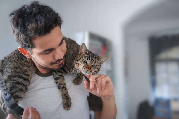 灰色のタビー猫は若い男の首に横たわっている。 - pets embracing one person portrait ストックフォトと画像