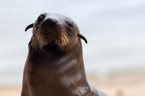 Close up of a baby seal with a blurred background. Namibia