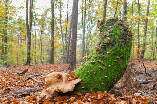 Tree stump covered with moss and mushrooms in an autumn forest.