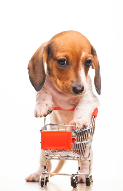 istock image of dog trolley white background 1281625662