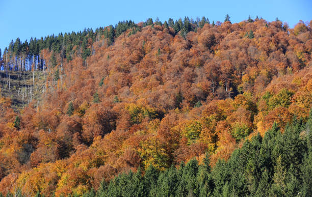 istock autumn forest in Carpathian 1281626447