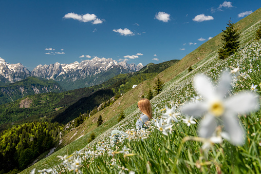 Hiking in blooming Daffodil flowers in amazing Golica