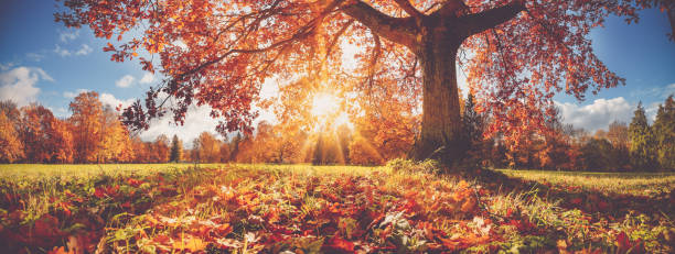istock Trees in the park in autumn on sunny day 1281629997