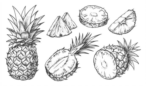 Sketch of pineapple. Isolated hand drawn ananas Sketch of pineapple. Isolated hand drawn ananas slices. Citrus fruit cut in half or tropical sliced product. Vegetarian and vitamin food, sweet desert vector drawing. Nature and organic, healthy diet ananas stock illustrations