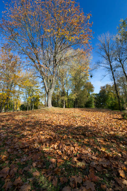 istock deciduous oak trees in the forest or in the Park 1281632785