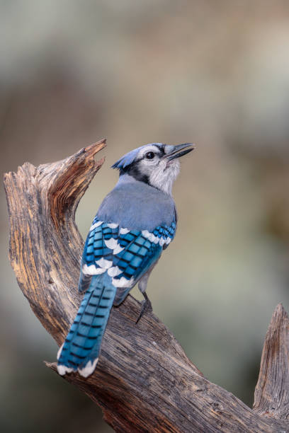 istock A blue jay sits atop a weathered stump in Cheyenne, Wyoming 1281633157