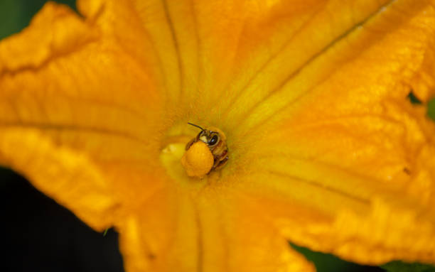 une abeille de miel travaille à l’intérieur d’une fleur de courgette - zucchini blossom squash single flower photos et images de collection