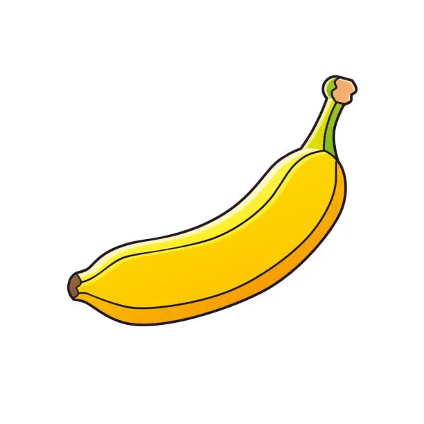 Vector illustration of Banana fruit