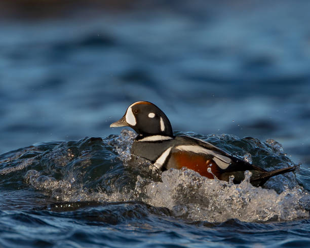 anatra arlecchino (histrionicus histrionicus) - harlequin duck duck harlequin water bird foto e immagini stock