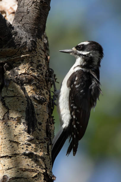 pájaro carpintero peludo (dryobates villosus) - picoides villosus fotografías e imágenes de stock