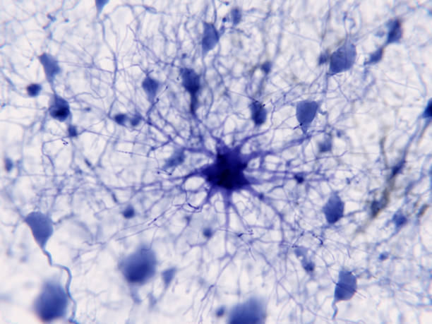 A single protoplasmic astrocyte supports a great number of neurons stock photo