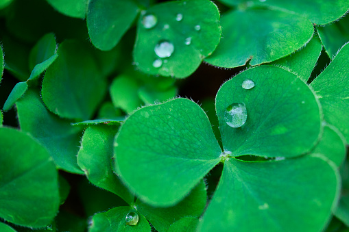 Macro photography of clovers with small water drops