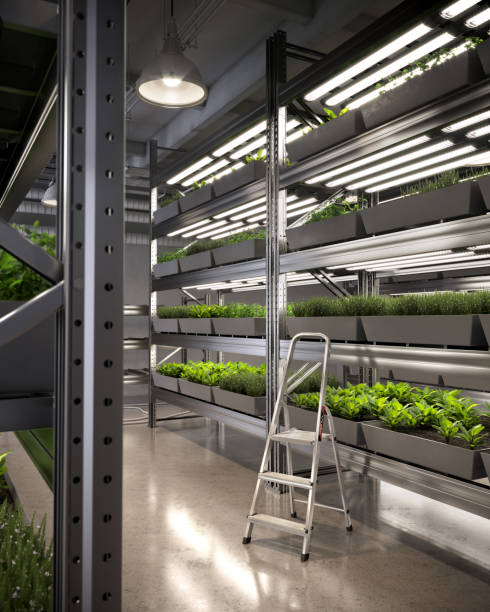 istock Indoor vertical farm illuminated by LED lights 1281634263