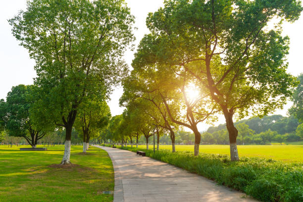 istock The parks, meadows and thick woods under the clear sky in spring 1281634420