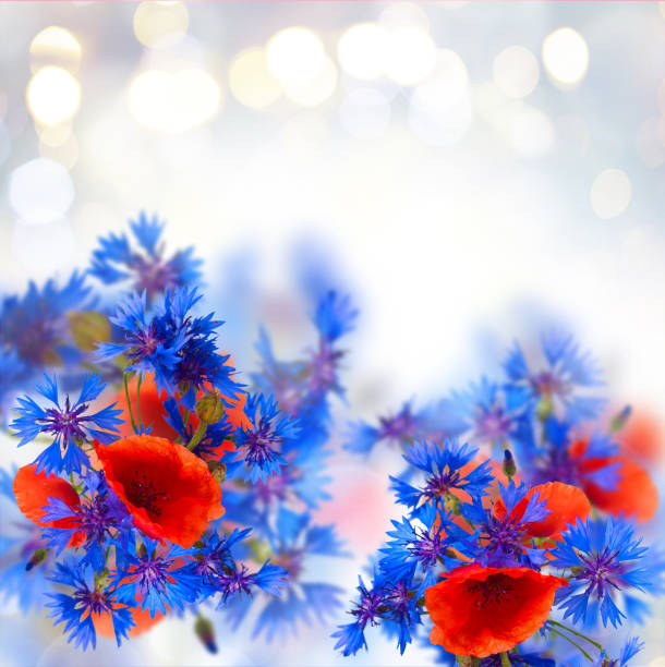 summer field flowers bouquet on gray festive bokeh background with copy space