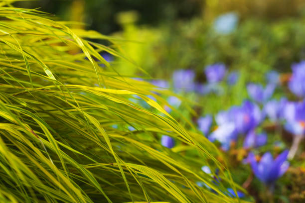 Hakone japanese grass leaves close up. Grassy cozy autumn yellow background. Delicate golden leaves, stems on a green background. For design, wallpaper, posters, postcards