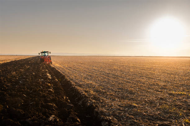 istock tractor plows the field in the evening at sunset. 1281636454