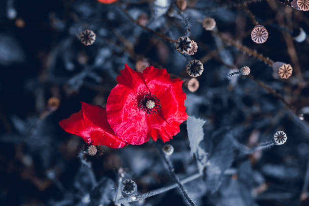 jasny szkarłatny mak na niebieskim niewyraźnym tle - oriental poppy flower head lace poppy zdjęcia i obrazy z banku zdjęć