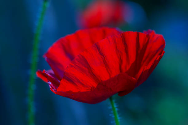 istock Bright scarlet poppy on a blue blurred background 1281637287