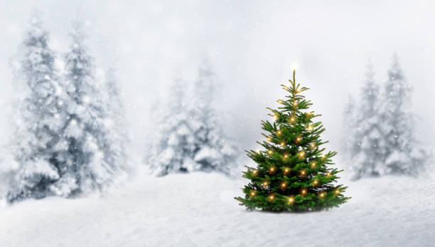 istock Shiny Christmas tree in a snowy winter forest 1281640488