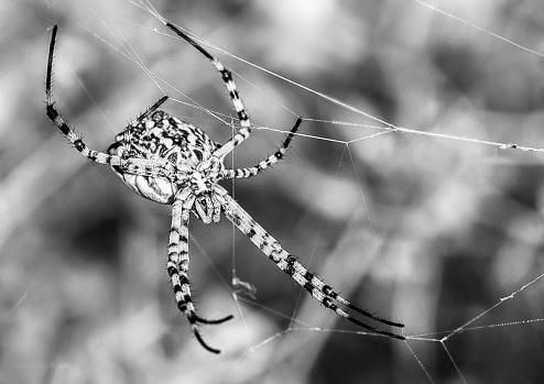 Black and white Spider on the Net