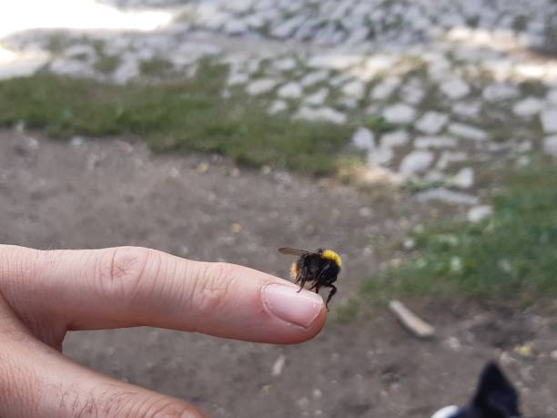 istock Close-up of a bee 1281640759