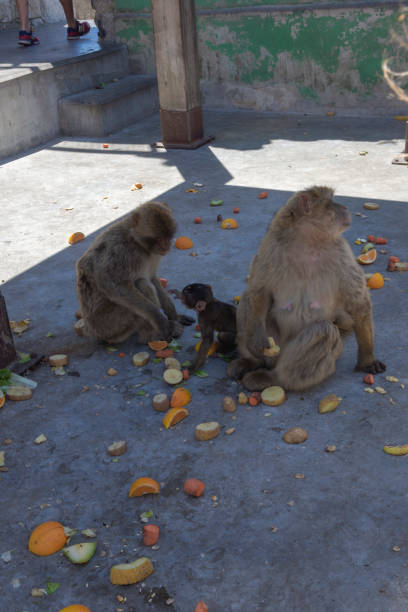 Part of a troop of Barbary Macaques, Macaca sylvanus, consisting of two adults and a juvenile grooming themselves and two curious babies exploring, on the support pylon of the cable car on Gibraltar, looking over the Mid-harbour Marina.
