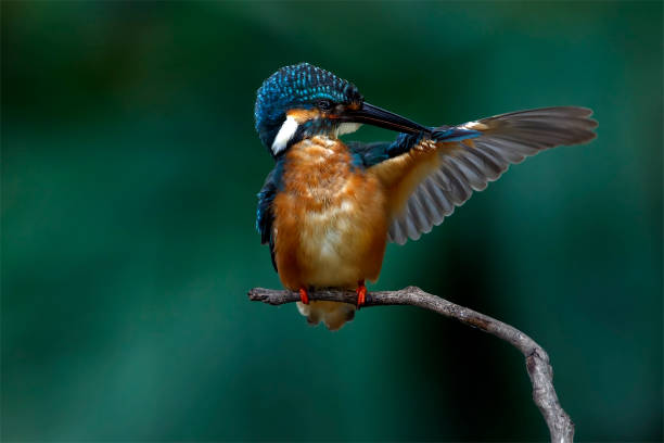 istock The common kingfisher (Alcedo atthis) also known as the Eurasian kingfisher is a small kingfisher. It is resident in much of its range, but migrates from areas where rivers freeze in winter. 1281642342