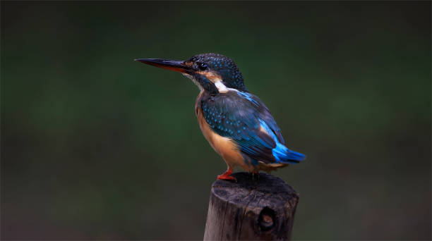 istock The common kingfisher (Alcedo atthis) also known as the Eurasian kingfisher is a small kingfisher. It is resident in much of its range, but migrates from areas where rivers freeze in winter. 1281642344