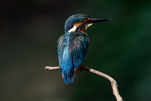 Portrait of a beautiful male common kingfisher (Alcedo atthis), on the way to feed a young bird with a small goby.