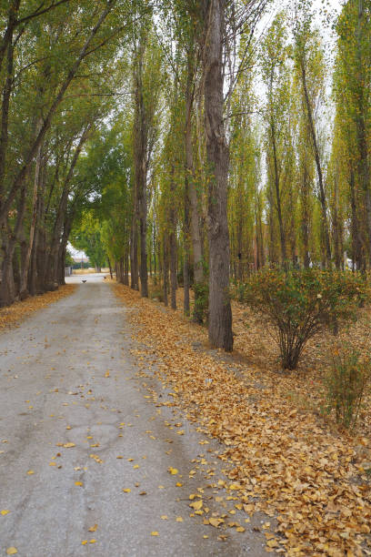 istock A walkway between poplar trees and yellowed poplar trees in autumn, 1281643254