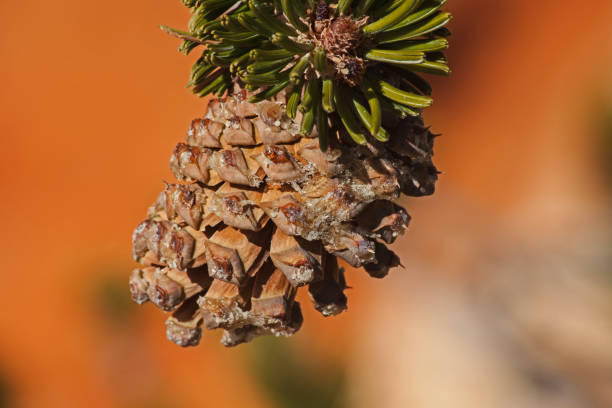 pino bristlecone (pinus longaeva) cono 2388 - bristlecone pine fotografías e imágenes de stock