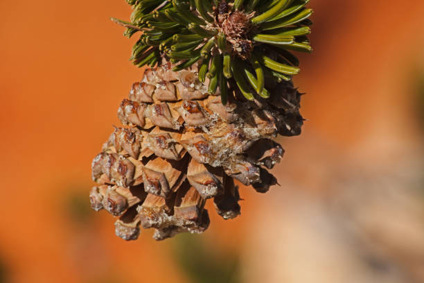 pinheiro bristlecone (pinus longaeva) cone 2388 - bristlecone pine pine tree tree forest - fotografias e filmes do acervo