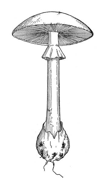 아마니타 플라로이드의 앤티크 일러스트 - 알광대버섯 stock illustrations
