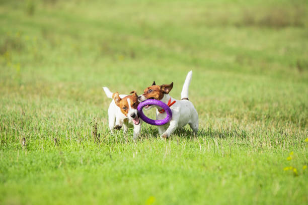 istock Sportive dog performing during the lure coursing in competition 1281643835