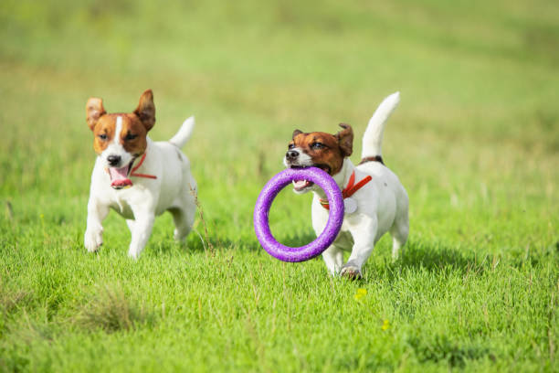 istock Sportive dog performing during the lure coursing in competition 1281643836