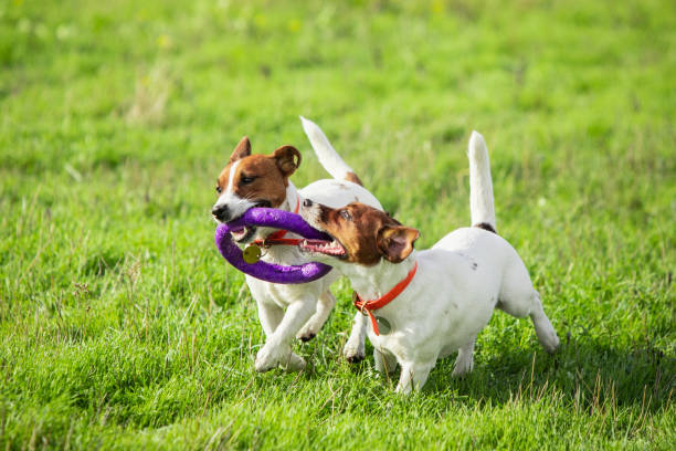 istock Sportive dog performing during the lure coursing in competition 1281643840
