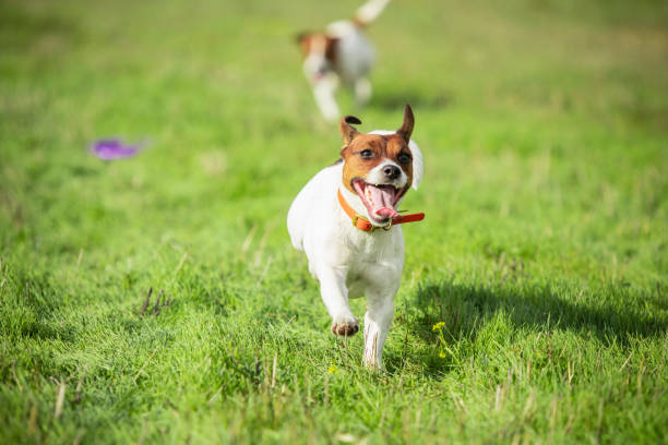 istock Sportive dog performing during the lure coursing in competition 1281643841
