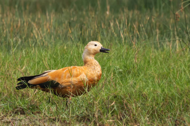 ruddy shelduck - shelduck anseriformes duck goose zdjęcia i obrazy z banku zdjęć