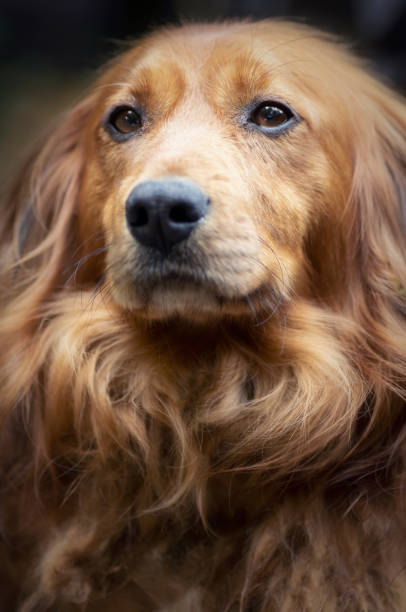 istock Portrait of a long-haired dachshund 1281644601