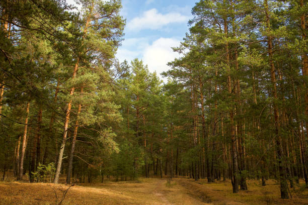 istock Autumn pine forest in sunny weather against a blue sky 1281644702