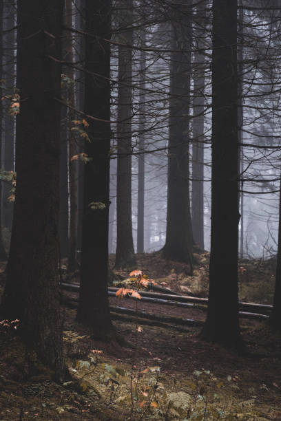 istock small tree with yellow leaves in a gloomy foggy forest 1281644962