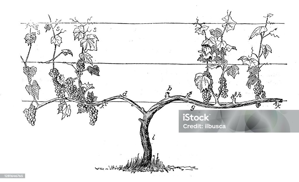 Illustration antique de la formation de raisin de vignoble - Illustration de Vignoble libre de droits