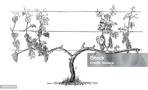 Illustration Antique De La Formation De Raisin De Vignoble Vecteurs libres de droits et plus d'images vectorielles de Vignoble