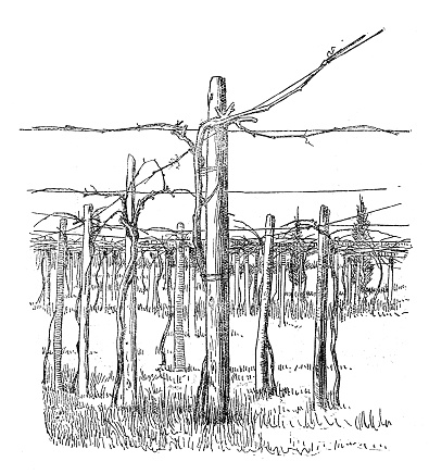 Antique illustration of vineyard grape training