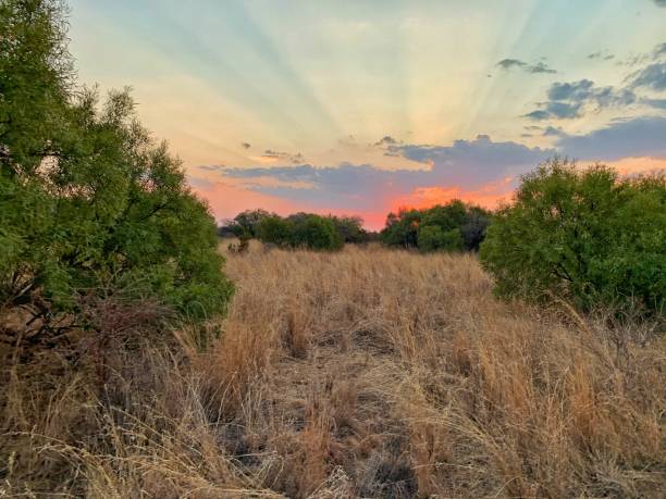 istock The African Sunset Bush 1281647473