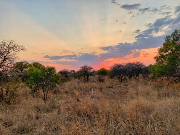 istock The Late Afternoon in Africa 2 1281647580